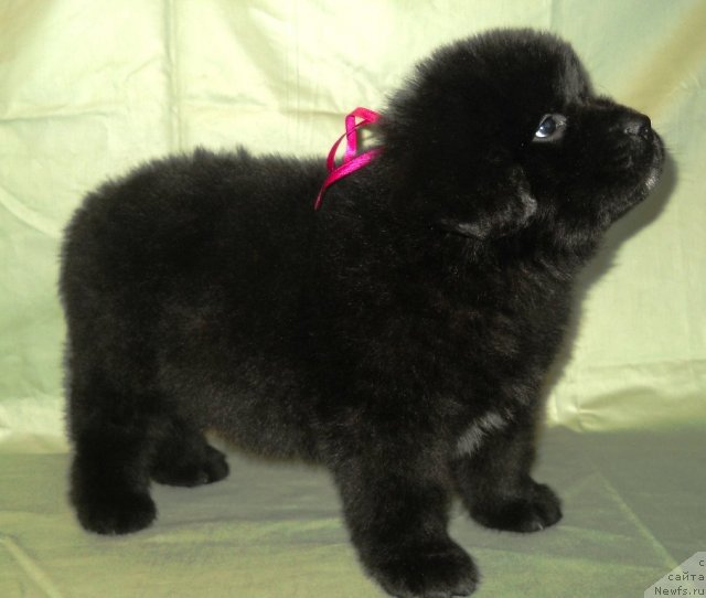 Фото: ньюфаундленд Семи Вершин Чудесный Круз