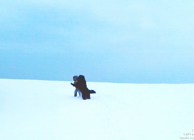 Фото: ньюфаундленд Их Высочество Владлена Маджикс, Славяшка