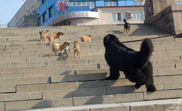 Фото: ньюфаундленд Юган с Тоянова Городка (Ygan s Toyanova Gorodka)