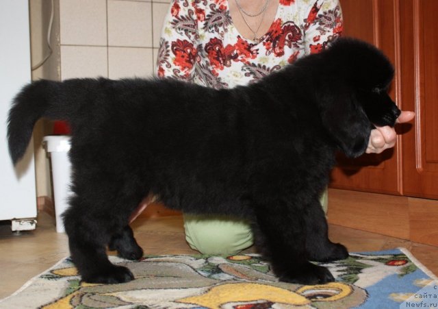 Фото: ньюфаундленд Соул оф Роуз Ассиа