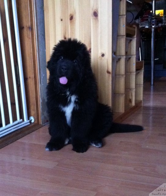 Фото: ньюфаундленд Дак Прайд Верту (Dark Pride Vertu)