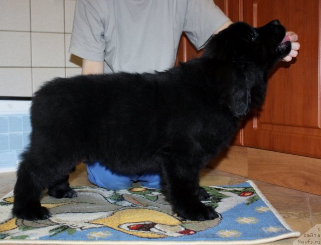 Фото: ньюфаундленд Соул оф Роуз Арлин