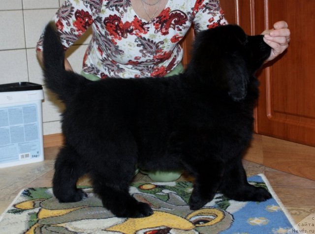 Фото: ньюфаундленд Соул оф Роуз Арлин