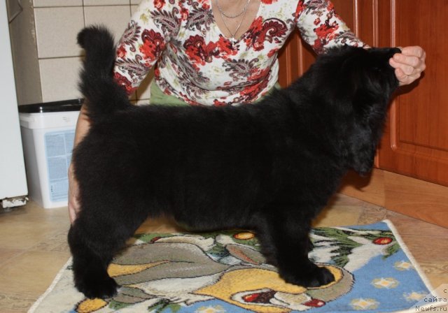 Фото: ньюфаундленд Соул оф Роуз Арлин