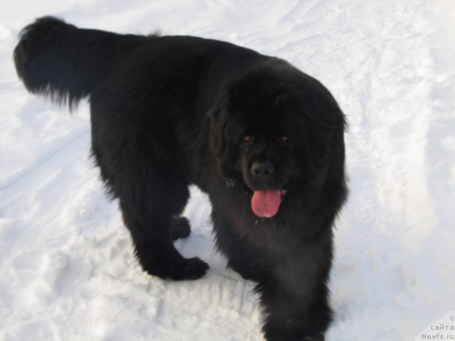 Фото: ньюфаундленд Их Высочество Владлена Маджикс