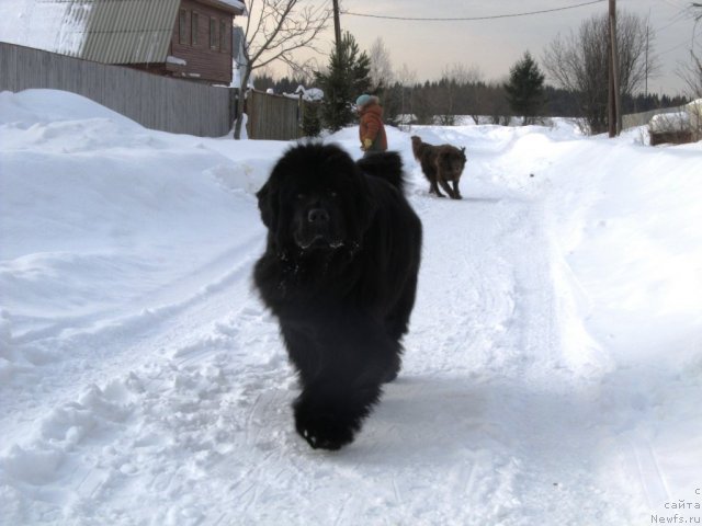 Фото: ньюфаундленд Их Высочество Владлена Маджикс