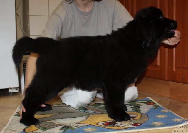 Фото: ньюфаундленд Соул оф Роуз Алистер