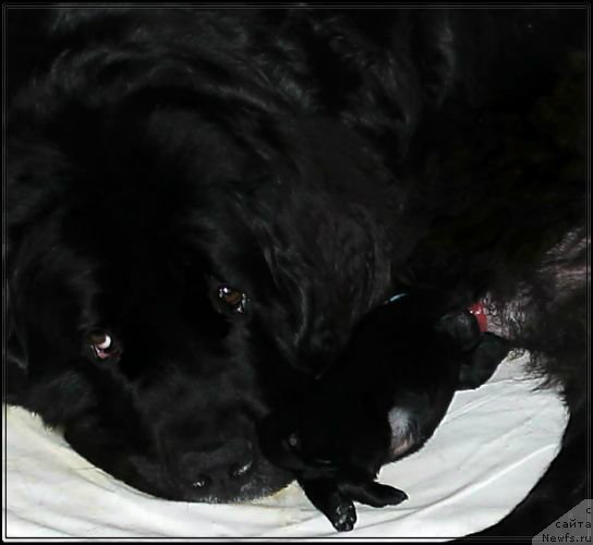 Фото: ньюфаундленд Бавария (Bavariya)