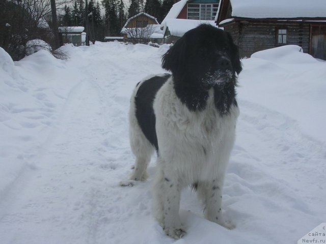 Фото: ньюфаундленд Отрада Чудная Моя из Тихого Омута