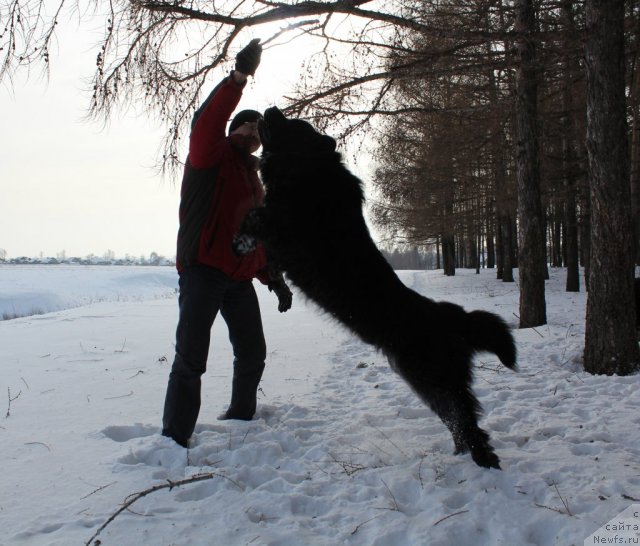 Фото: ньюфаундленд Кайден Плейфул (Kaiden Playful)