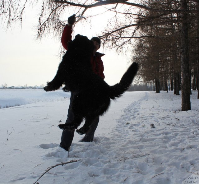 Фото: ньюфаундленд Кайден Плейфул (Kaiden Playful)