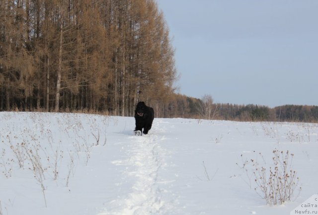 Фото: ньюфаундленд Кайден Плейфул (Kaiden Playful)