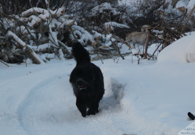 Фото: ньюфаундленд Их Высочество Виола Жанмоника (Ih Visochestvo Viola Zhanmonika)
