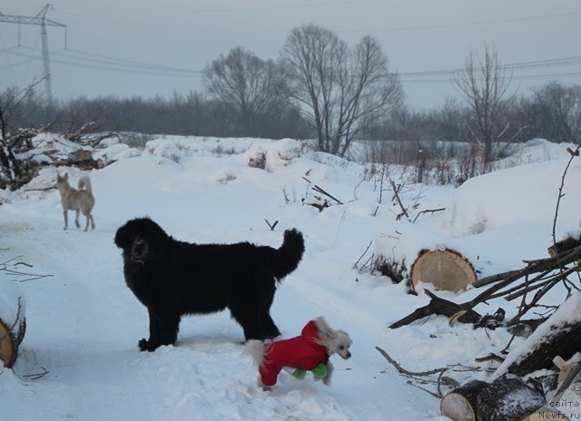 Фото: ньюфаундленд Их Высочество Виола Жанмоника (Ih Visochestvo Viola Zhanmonika)
