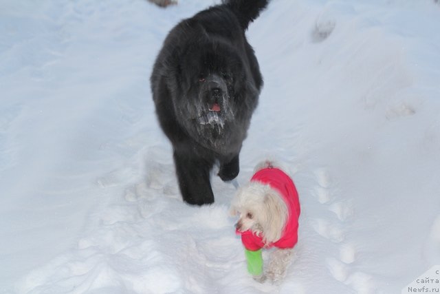 Фото: ньюфаундленд Их Высочество Виола Жанмоника (Ih Visochestvo Viola Zhanmonika)