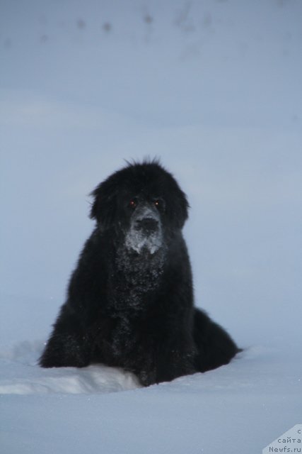 Фото: ньюфаундленд Их Высочество Виола Жанмоника (Ih Visochestvo Viola Zhanmonika)