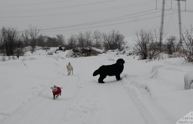 Фото: ньюфаундленд Их Высочество Виола Жанмоника (Ih Visochestvo Viola Zhanmonika)