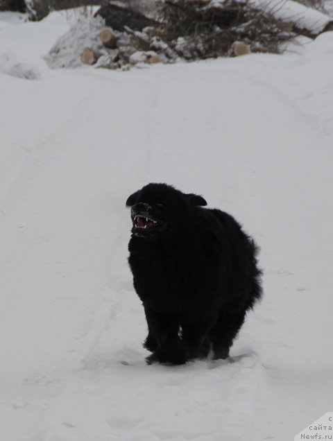 Фото: ньюфаундленд Их Высочество Виола Жанмоника (Ih Visochestvo Viola Zhanmonika)