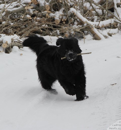 Фото: ньюфаундленд Их Высочество Виола Жанмоника (Ih Visochestvo Viola Zhanmonika)