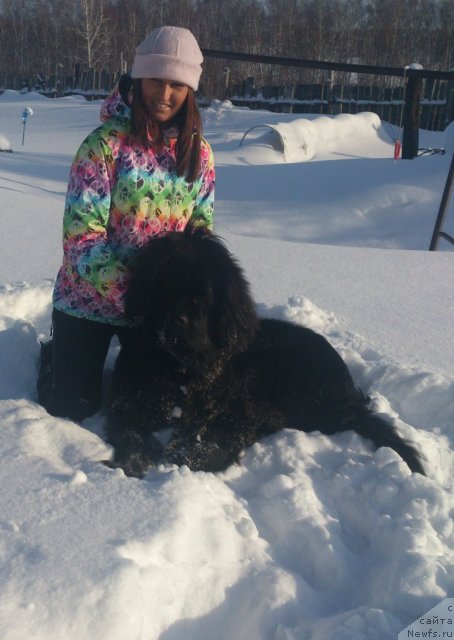 Фото: ньюфаундленд Маскот оф Май Дримс (Mascot of My Dreams)