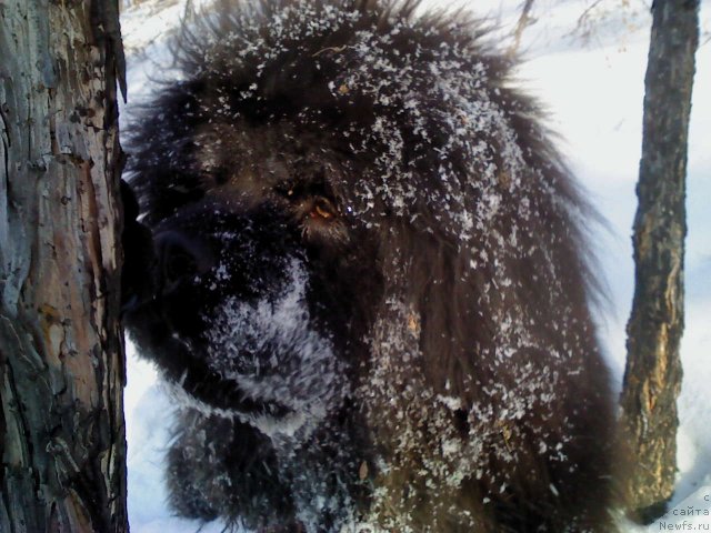 Фото: ньюфаундленд Мистер Форте Импрессионе (Mister Forte Impressione)