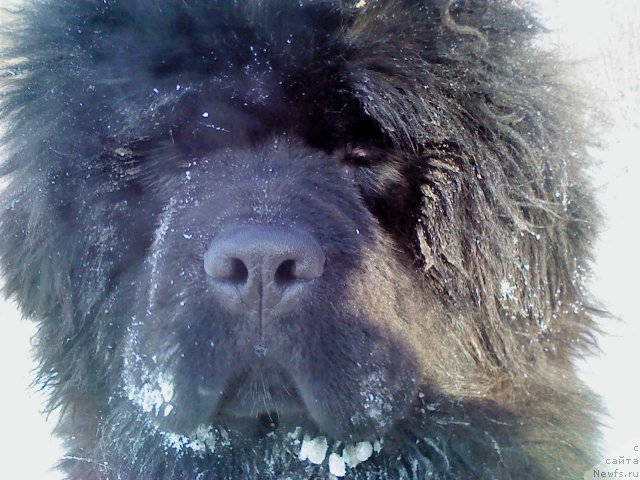 Фото: ньюфаундленд Мистер Форте Импрессионе (Mister Forte Impressione)