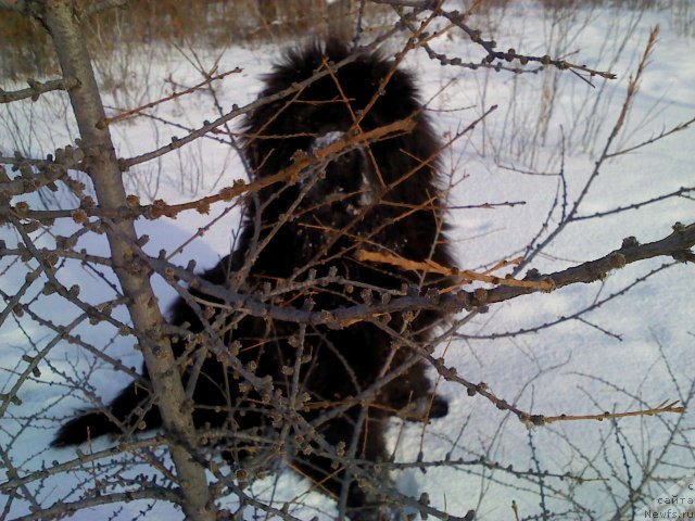 Фото: ньюфаундленд Мистер Форте Импрессионе (Mister Forte Impressione)