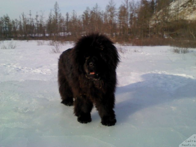 Фото: ньюфаундленд Мистер Форте Импрессионе (Mister Forte Impressione)