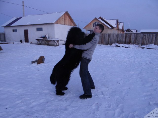 Фото: ньюфаундленд Мистер Форте Импрессионе (Mister Forte Impressione)