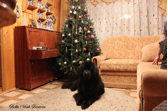 Фото: ньюфаундленд Бэлла Мосс Беатриче