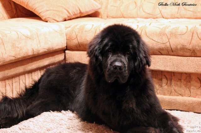 Фото: ньюфаундленд Бэлла Мосс Беатриче