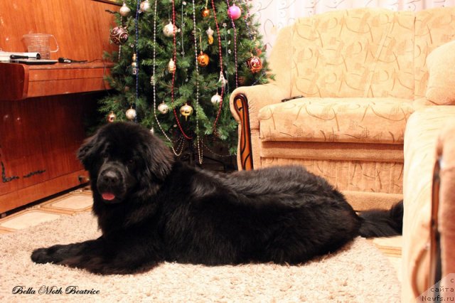 Фото: ньюфаундленд Бэлла Мосс Беатриче