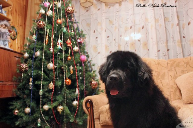 Фото: ньюфаундленд Бэлла Мосс Беатриче