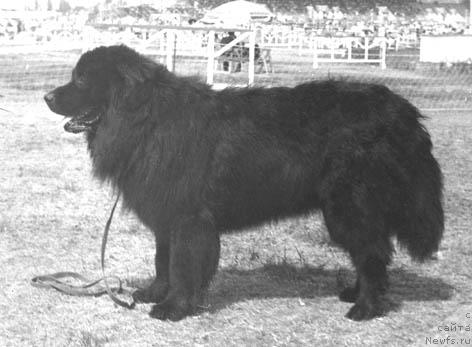 Фото: ньюфаундленд Сэр Джон Янгджей