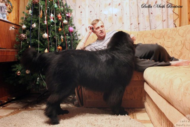 Фото: ньюфаундленд Бэлла Мосс Беатриче