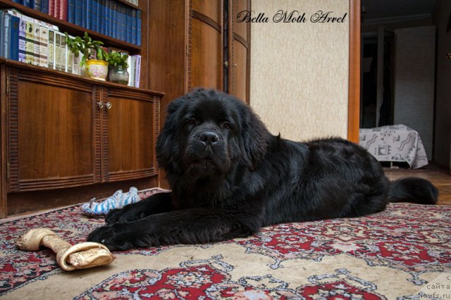 Фото: ньюфаундленд Бэлла Мосс Арвэль