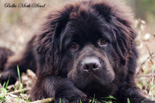 Фото: ньюфаундленд Бэлла Мосс Арвэль
