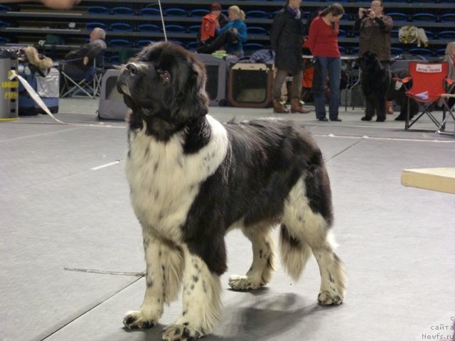 Фото: ньюфаундленд Питерньюф И Дид Ит Агаин (Piternyuf I Did It Again)