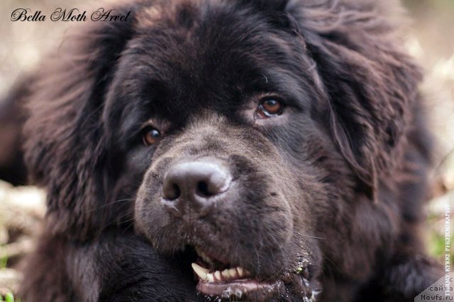 Фото: ньюфаундленд Бэлла Мосс Арвэль