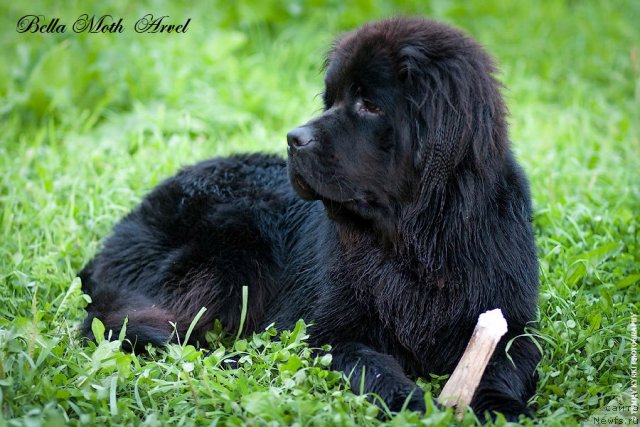 Фото: ньюфаундленд Бэлла Мосс Арвэль