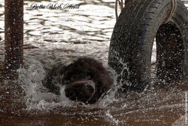 Фото: ньюфаундленд Бэлла Мосс Арвэль