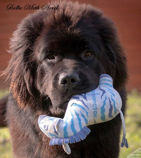 Фото: ньюфаундленд Бэлла Мосс Арвэль