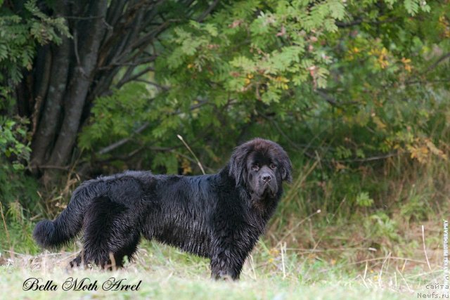 Фото: ньюфаундленд Бэлла Мосс Арвэль
