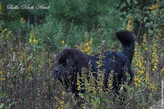 Фото: ньюфаундленд Бэлла Мосс Арвэль