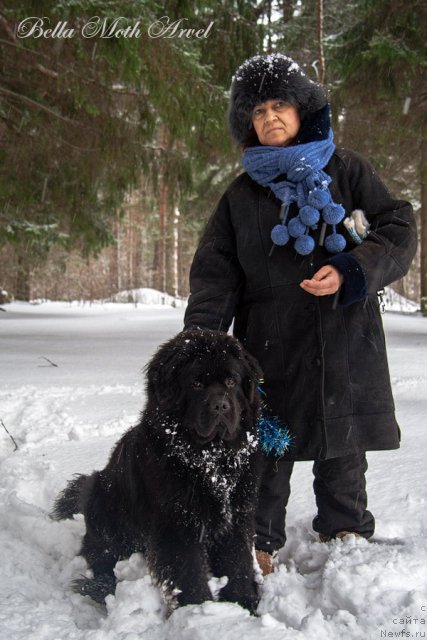 Фото: ньюфаундленд Бэлла Мосс Арвэль