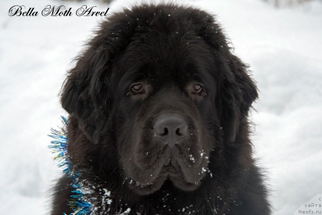 Фото: ньюфаундленд Бэлла Мосс Арвэль