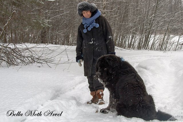 Фото: ньюфаундленд Бэлла Мосс Арвэль