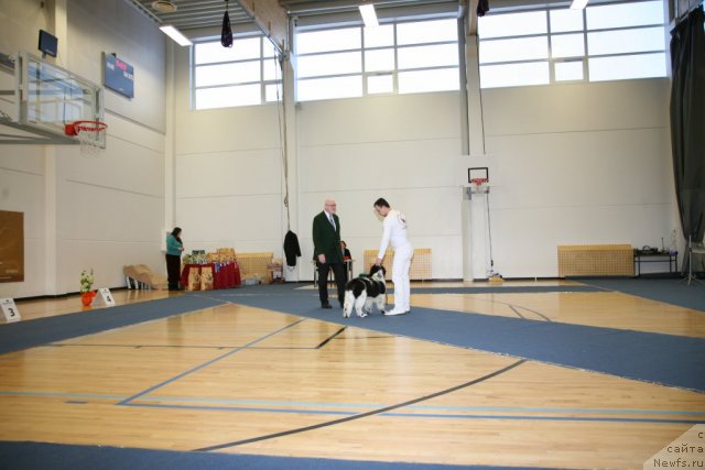 Фото: ньюфаундленд Степная Пальмира Ексклюзиве фор Латвия (Stepnaya Palmira Eksklusive For Latvia)