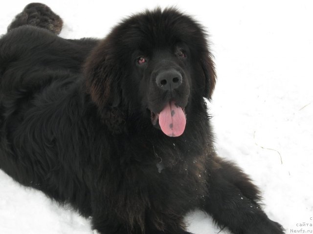 Фото: ньюфаундленд Зерро