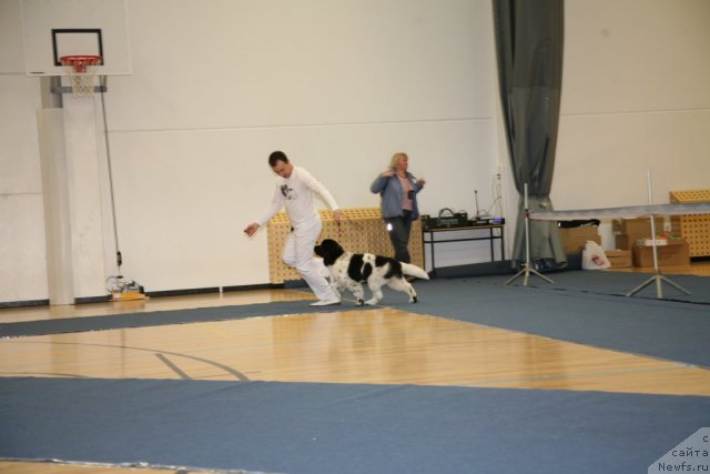 Фото: ньюфаундленд Степная Пальмира Ексклюзиве фор Латвия (Stepnaya Palmira Eksklusive For Latvia)